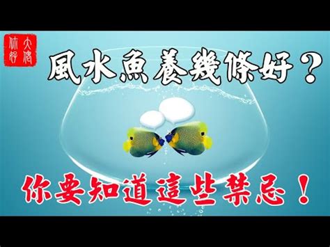 生肖養魚數量|【風水生肖養魚的數字】十二生肖養魚數量魚養幾條旺財 